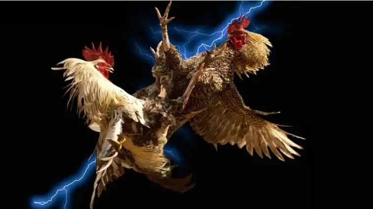 Đá Gà 123B: Bí Quyết Thắng Lớn Từ Dân Cá Cược Lâu Năm